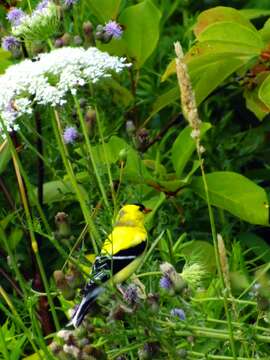 Image of American Goldfinch