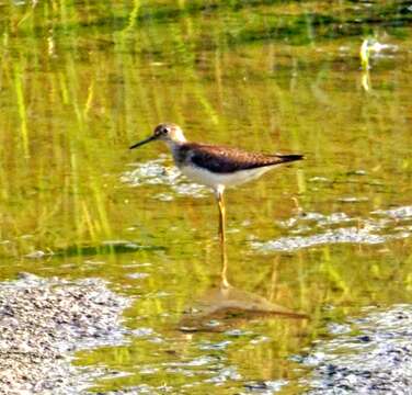 Image of Solitary Sandpiper