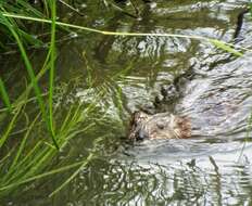 Image of muskrat