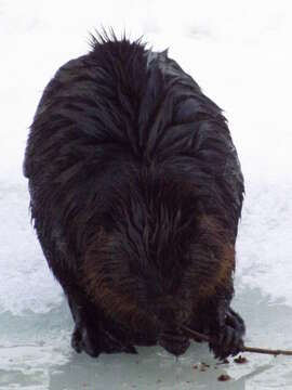 Image of beavers