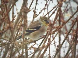 Image of American Goldfinch