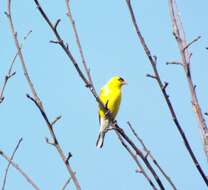 Image of American Goldfinch