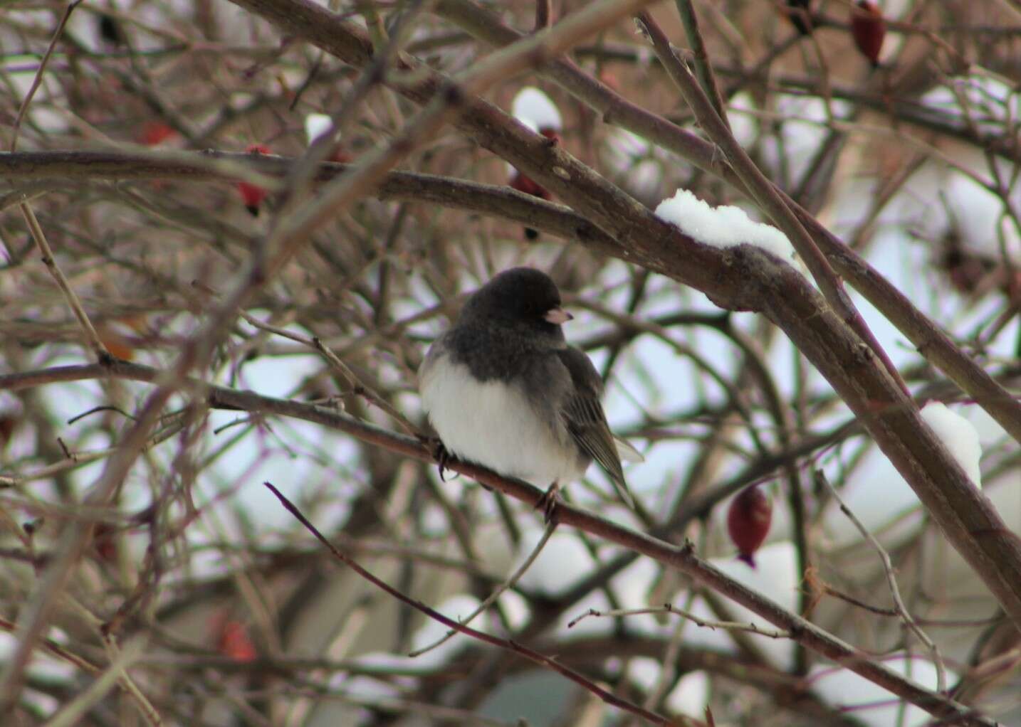 Image of juncos