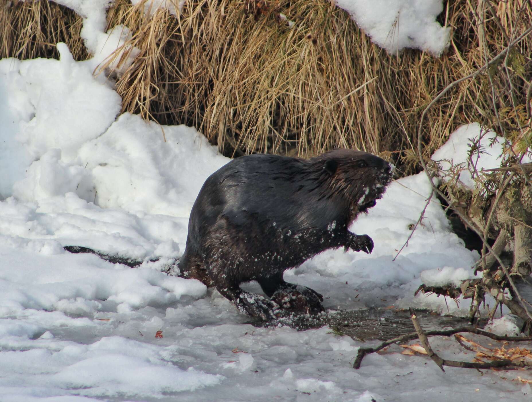 Image of beavers