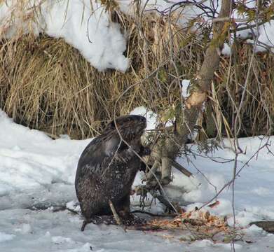 Image of beavers