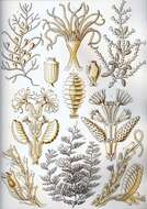 Imagem de Sertularia argentea Linnaeus 1758