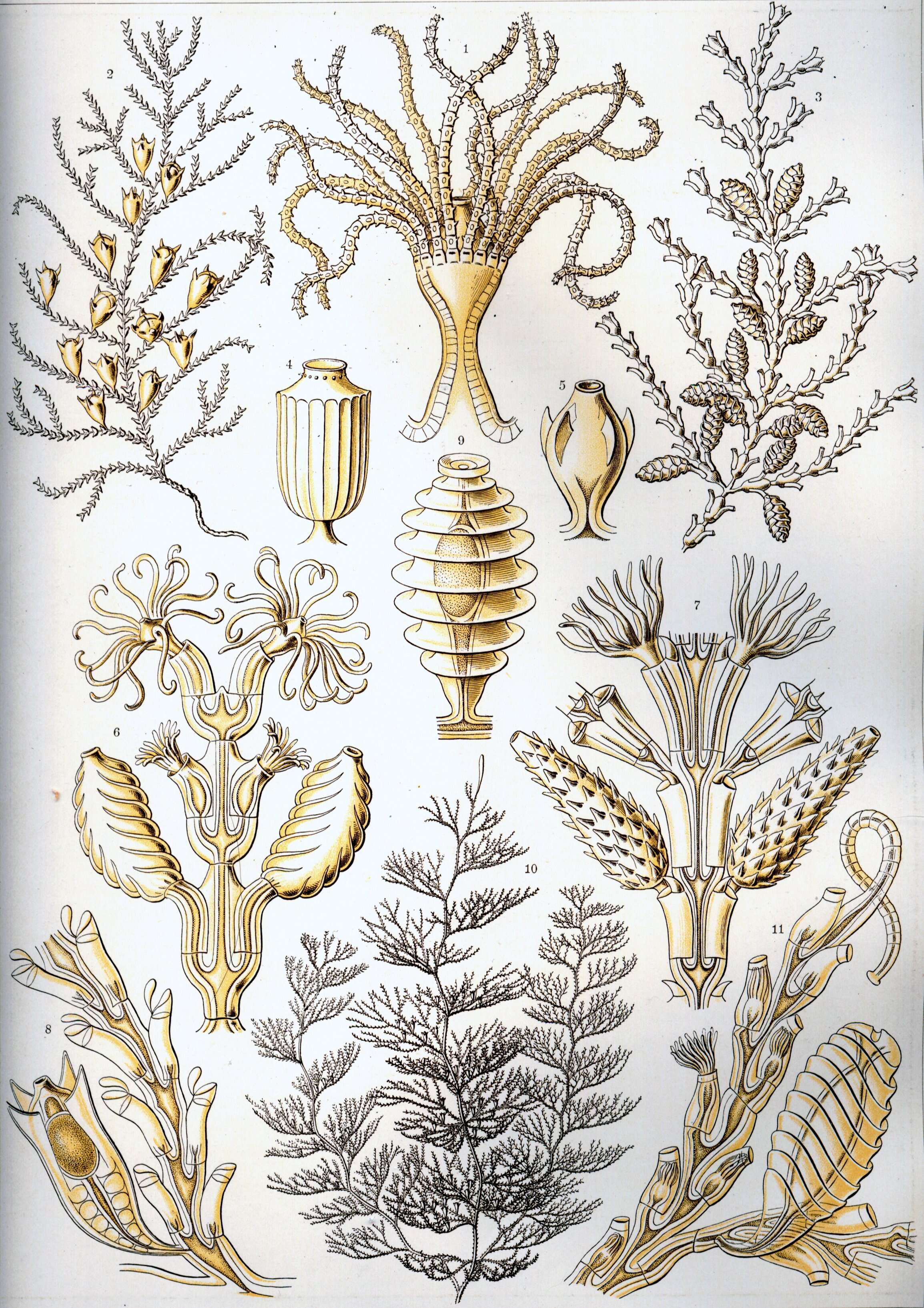 Imagem de Sertularia argentea Linnaeus 1758