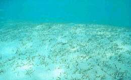 Image of Johnson's Sea-Grass