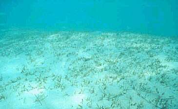 Image of Johnson's Sea-Grass