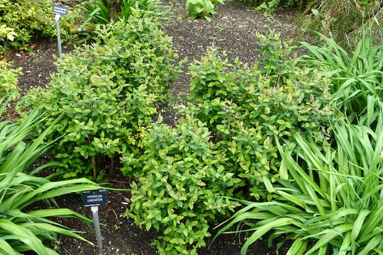 صورة Hypericum lancasteri N. Robson