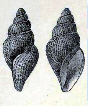 Image of Curtitoma decussata (Couthouy 1839)