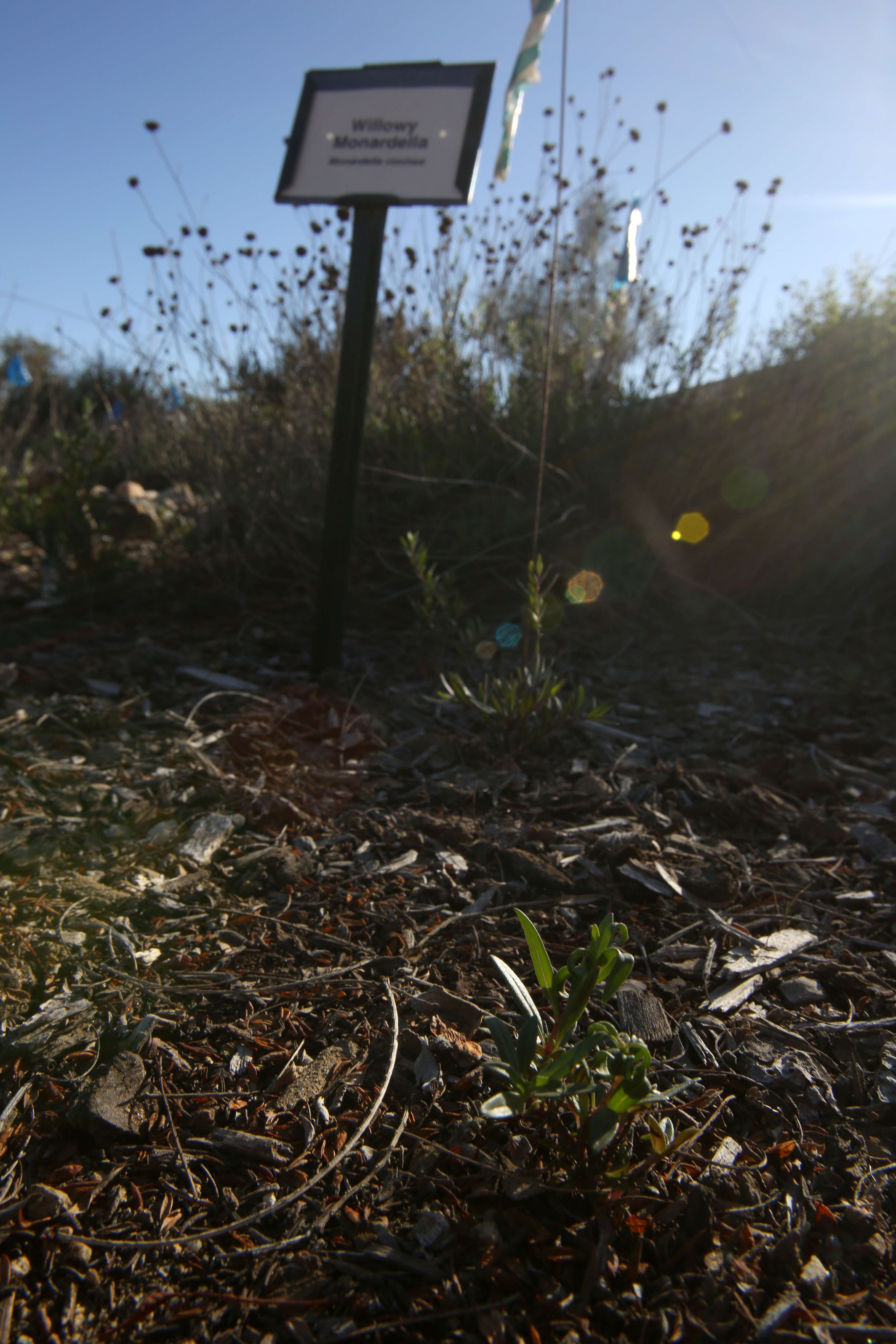 Image of Willowy Mountainbalm