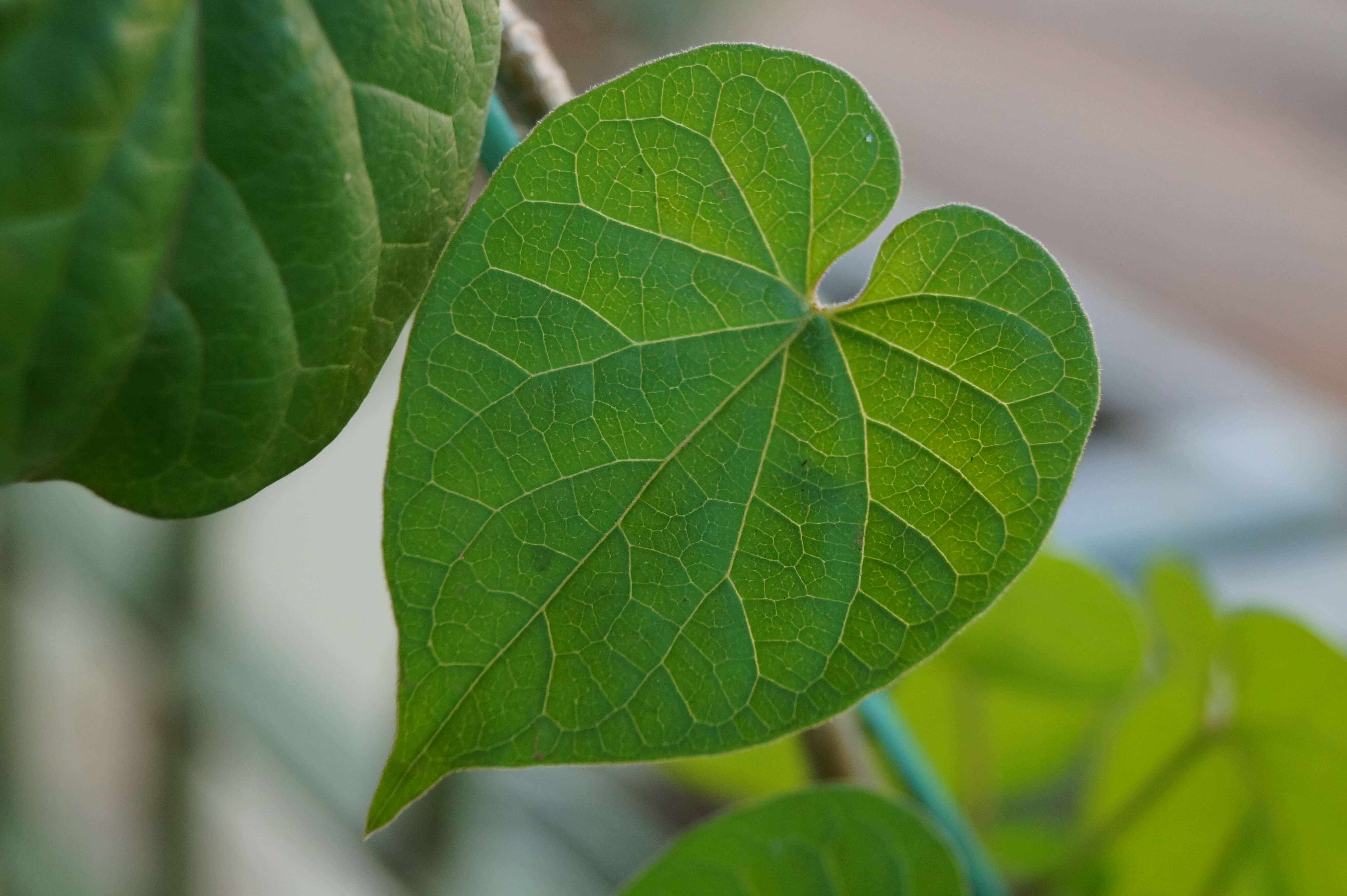 Image of Telosma cordata (N. L. Burman) Merr.