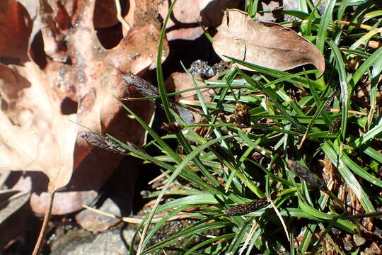 Image of Carex halleriana Asso