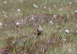 Image of Skylark