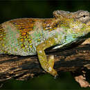 Image of Poroto Single-horned Chameleon