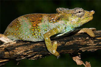 Image of Poroto Single-horned Chameleon