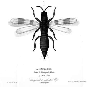 Image of Aeolothrips