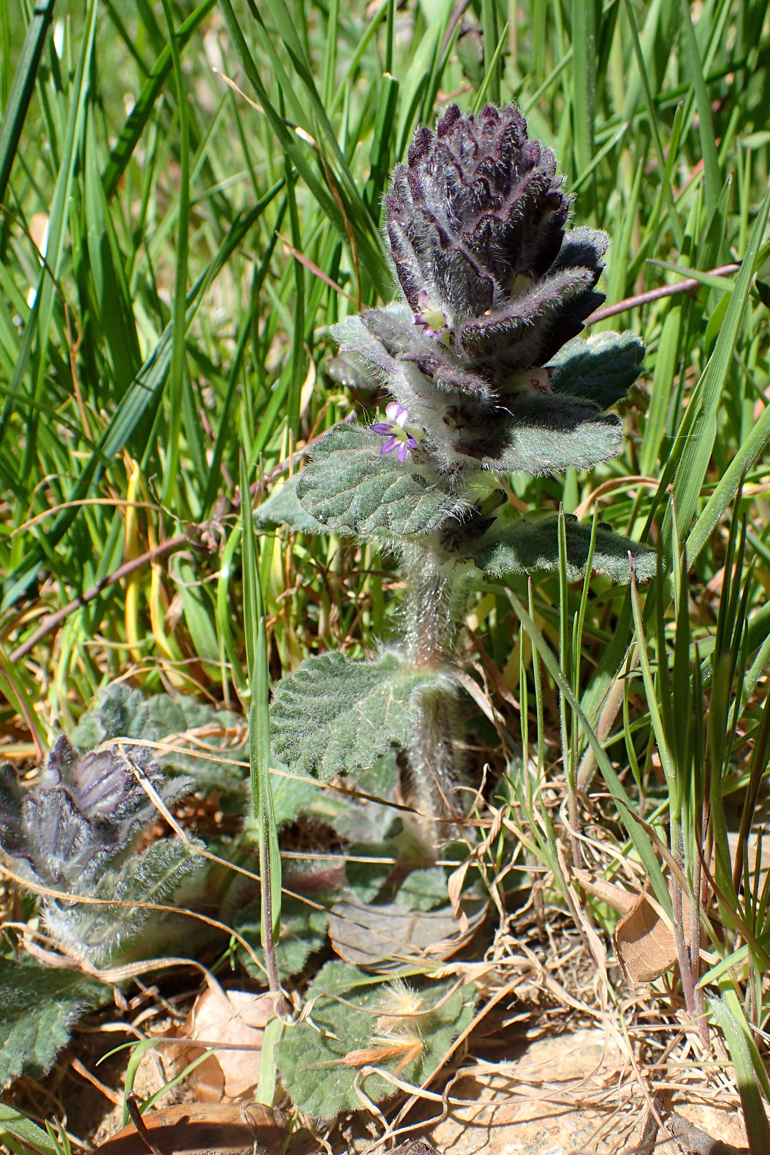 Image of Ajuga orientalis L.