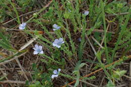 Слика од Linum bienne Miller