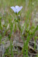 Слика од Linum bienne Miller