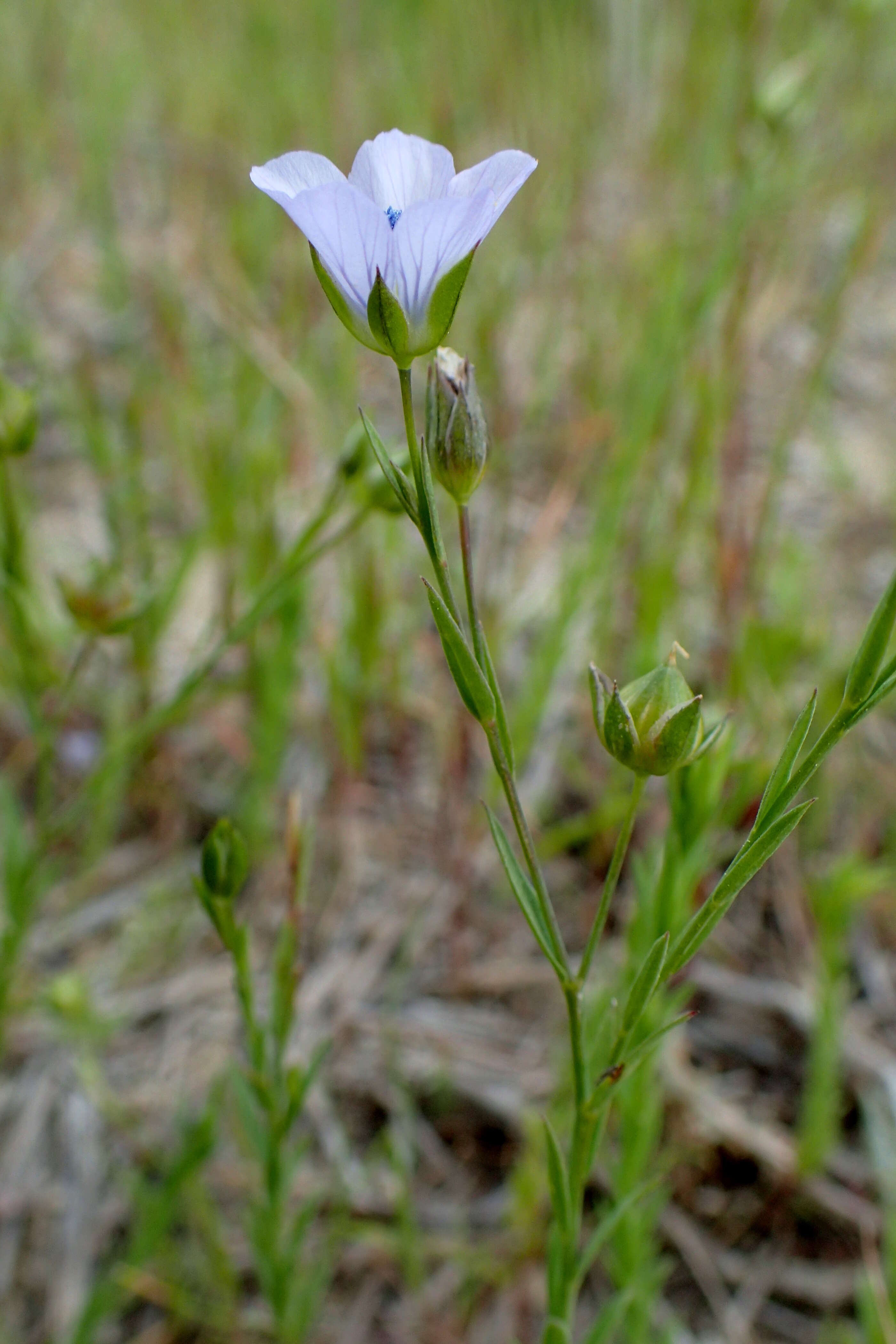 Слика од Linum bienne Miller