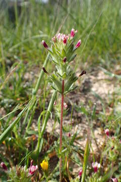 Imagem de Parentucellia latifolia (L.) Caruel