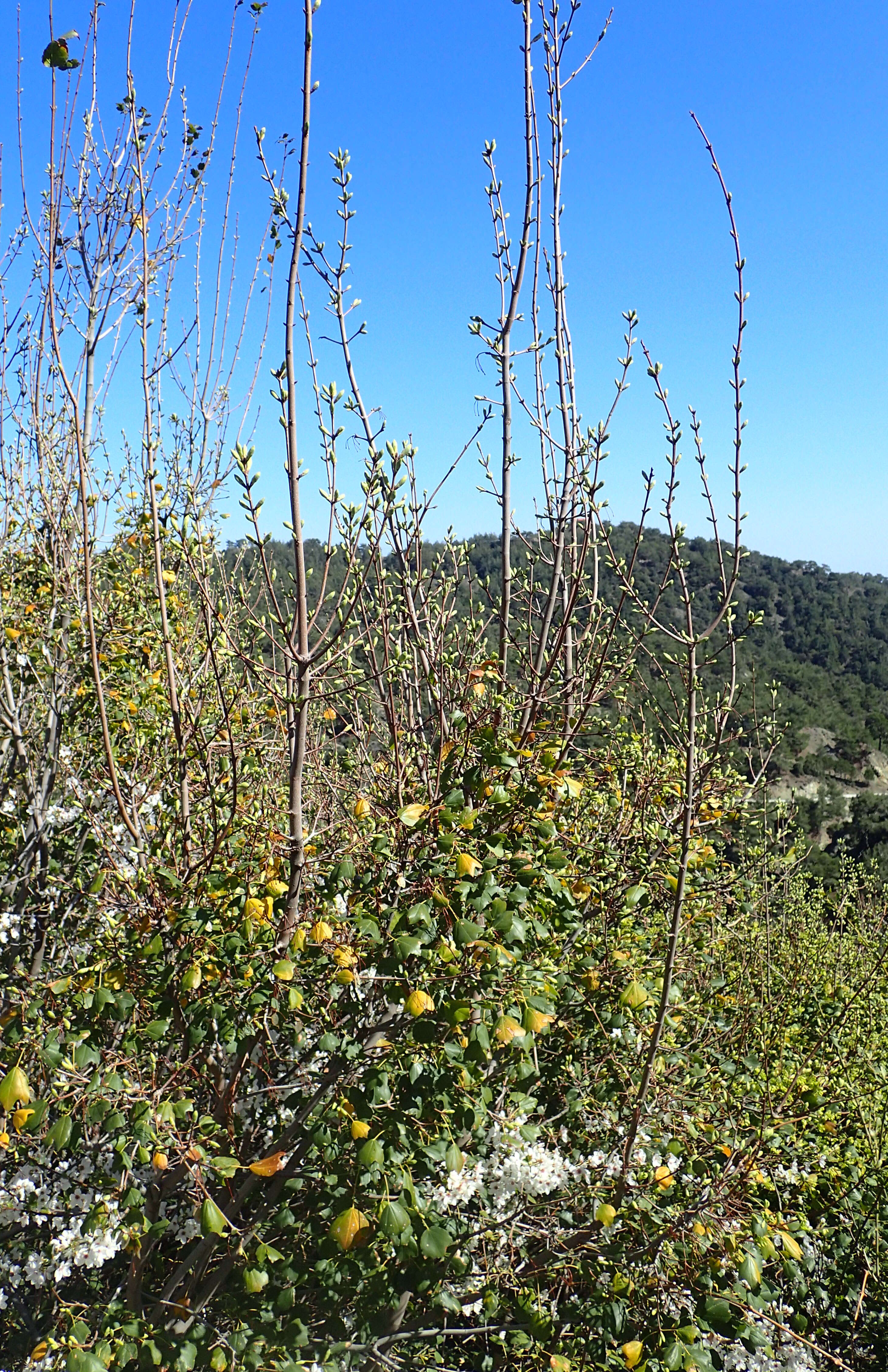 Plancia ëd Acer obtusifolium Sm.