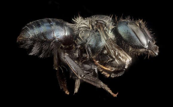 Plancia ëd Osmia albolateralis Cockerell 1906