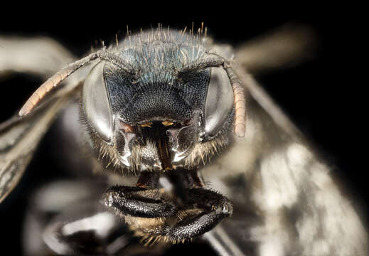 Image de Osmia albolateralis Cockerell 1906