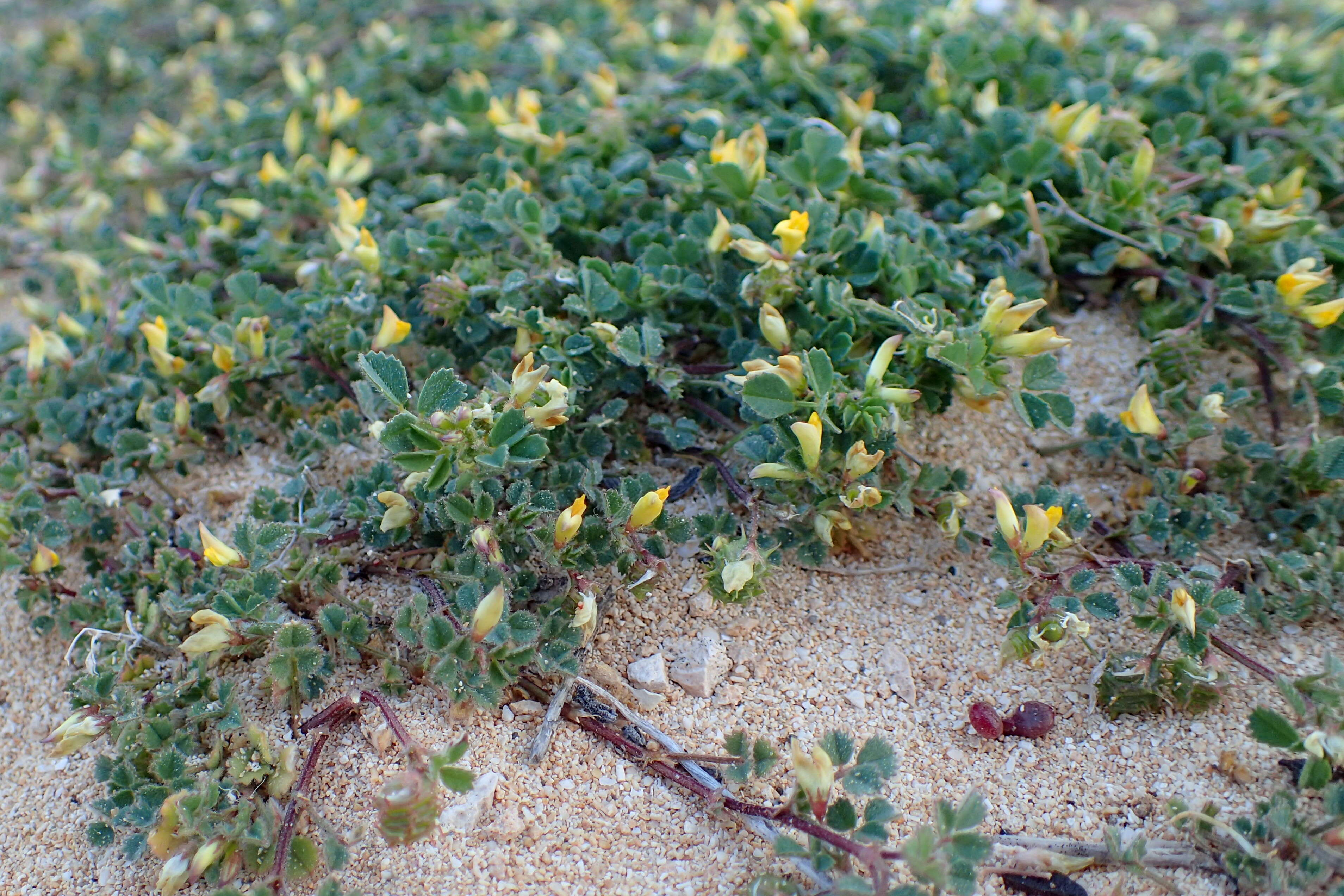 Image of water medick