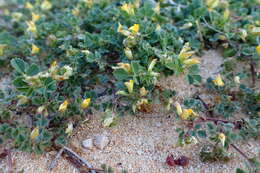 Image of water medick