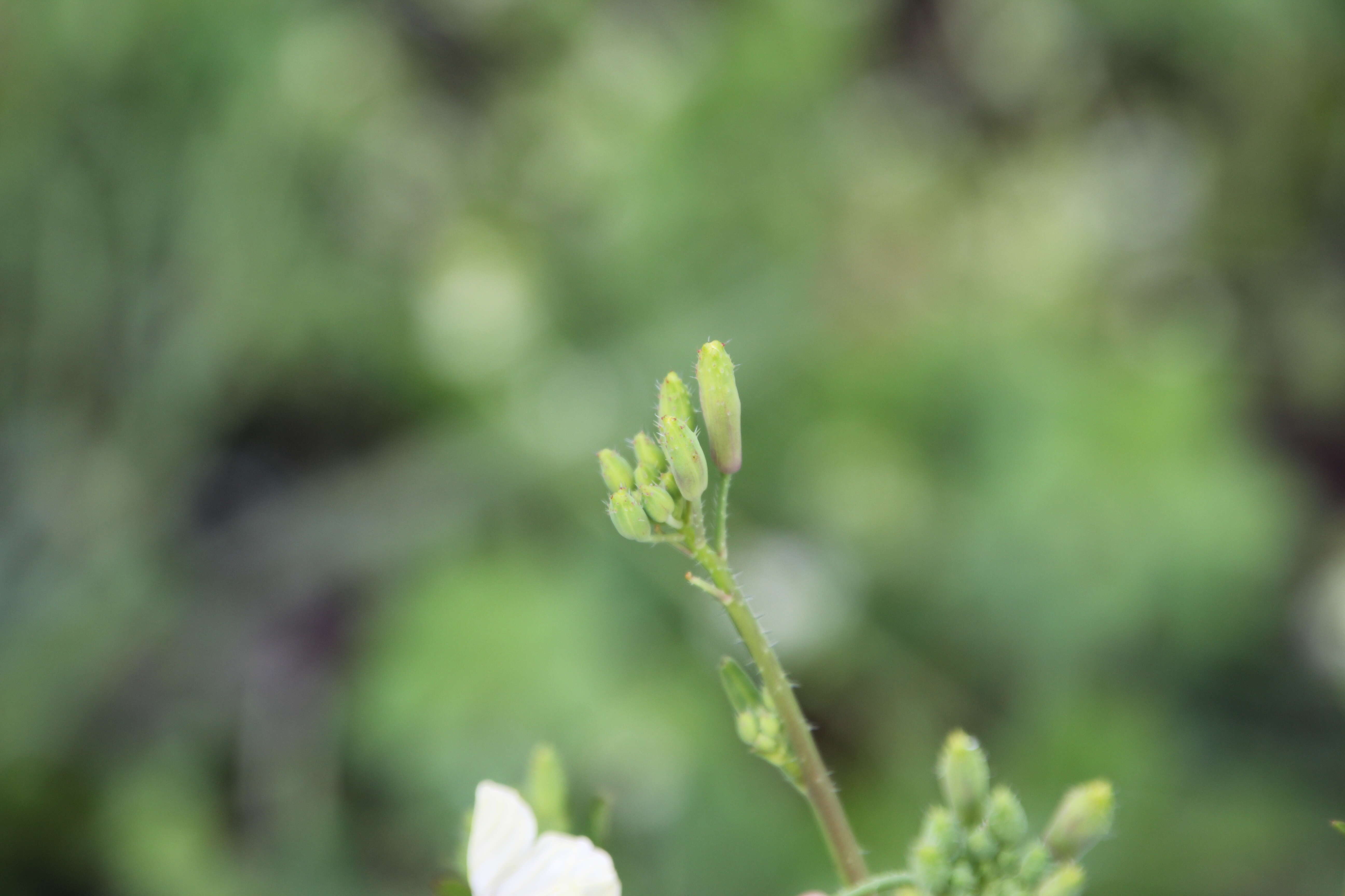 Image of wild radish