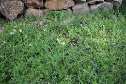 Image of wild radish