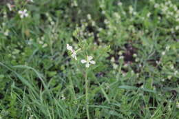 Image of wild radish