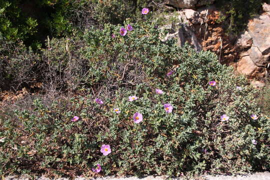 Image of hairy rockrose