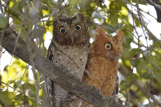 Image of Morden's Scops-owl