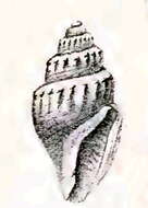 Image of Curtitoma incisula (Verrill 1882)