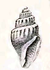 Image of Curtitoma incisula (Verrill 1882)