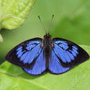 Sivun Hypophytala hyettoides (Aurivillius 1895) kuva