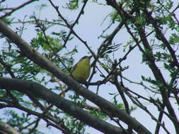 Image of Maracaibo Tody-Flycatcher
