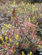 Image of Canby's mountain-lover