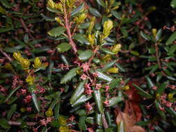 Image of Canby's mountain-lover