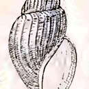 Image of Curtitoma ovalis (Friele 1877)