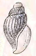 Image of Curtitoma ovalis (Friele 1877)