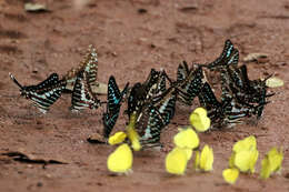 Image de Graphium policenes (Cramer (1775))