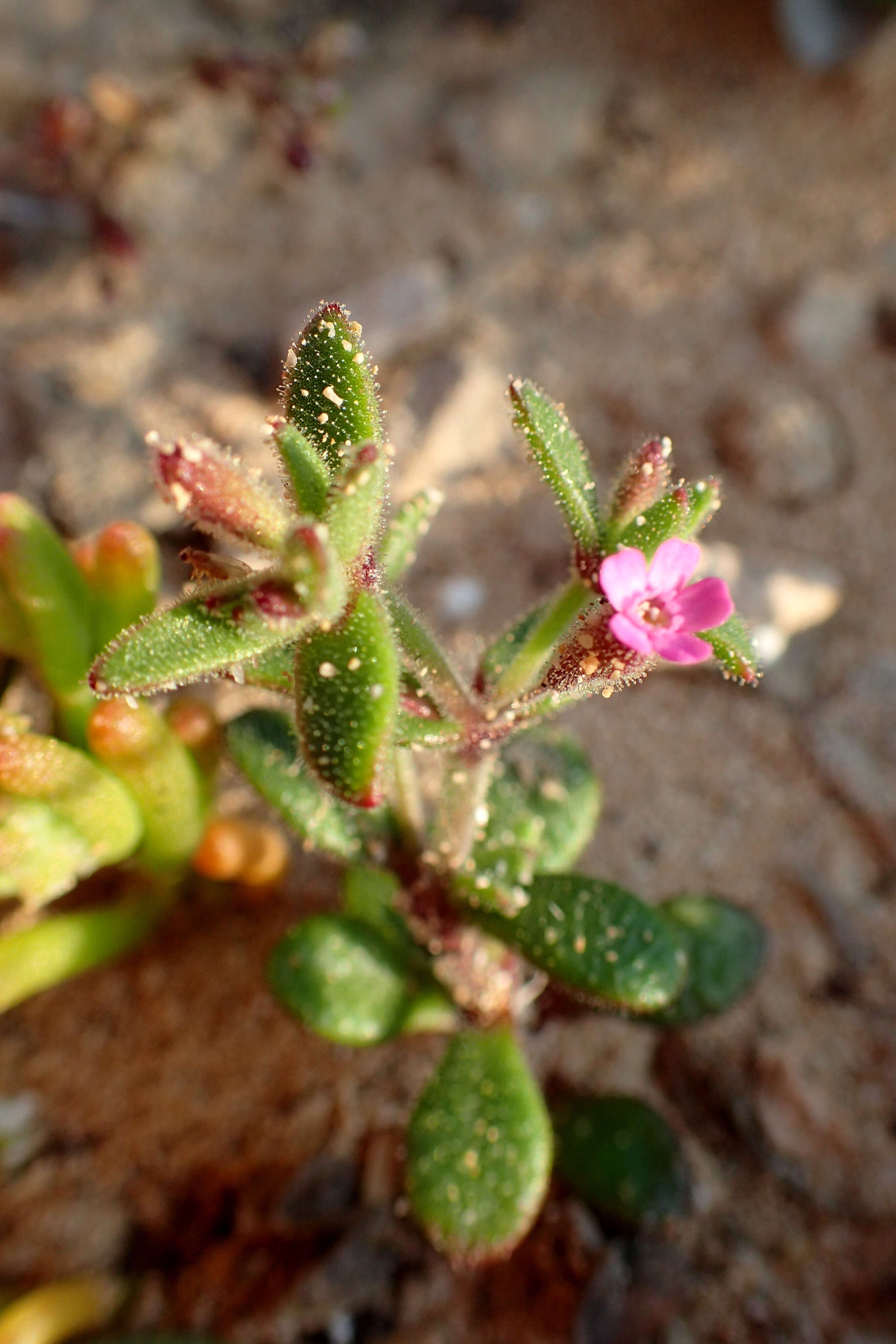 Image of Silene sedoides Poir.