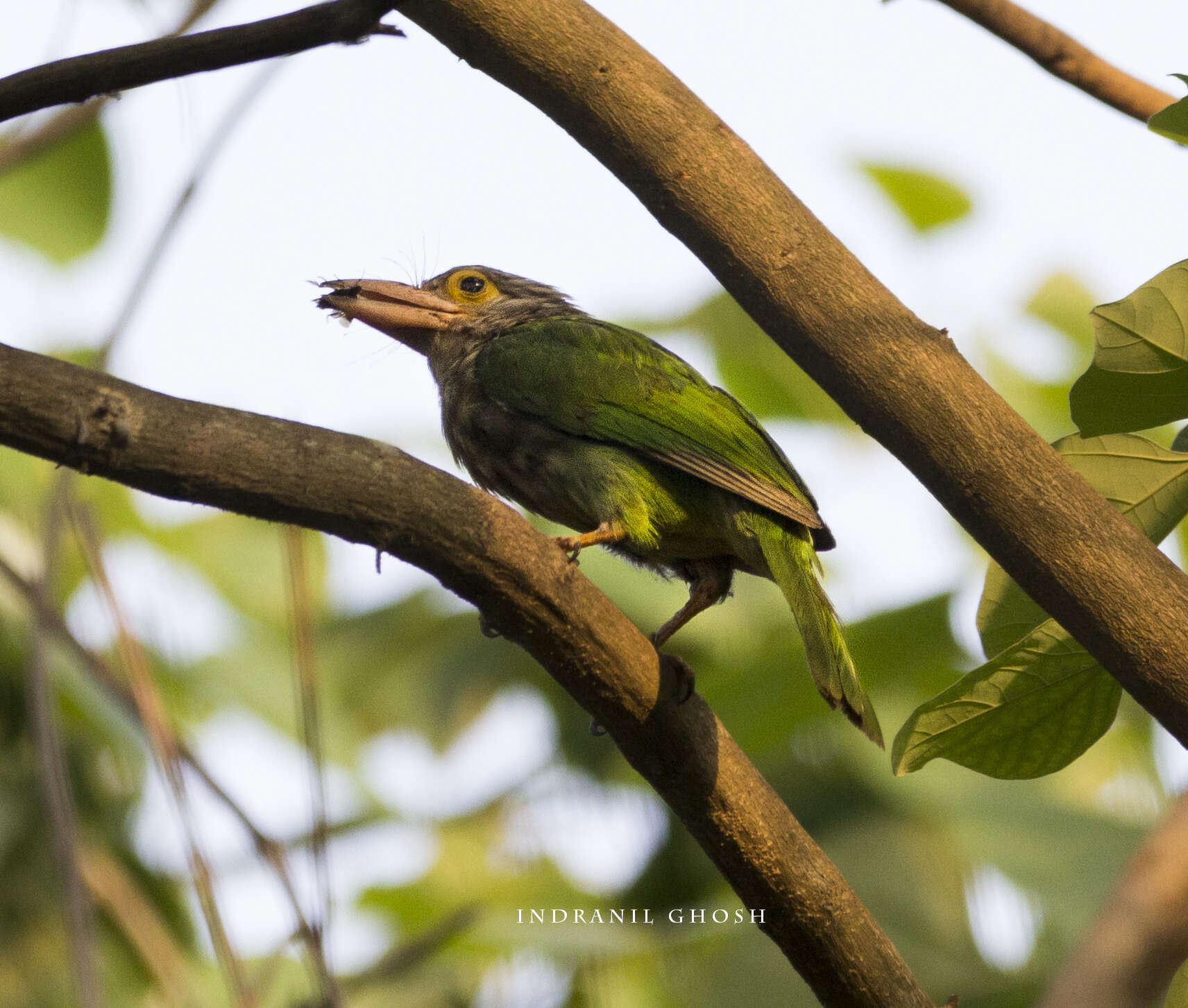 Psilopogon lineatus (Vieillot 1816) resmi