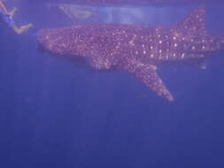 Image of whale sharks