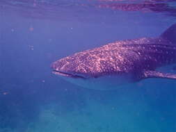 Image of whale sharks